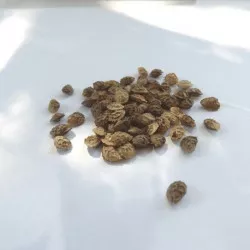 Mélange I-Sol Pronectar sac de 10 kg