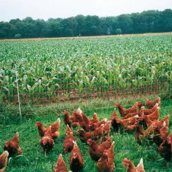 Filet poulets et volailles orange pointe simple haut. 112 cm, rouleau de 50 m Gallagher