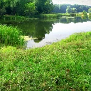 Enherbement Berges 20kg - 800m² - semences professionnelles