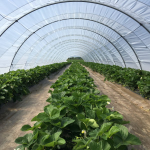 Film transparent Agrithermic Diffusant 200µ, dim. 8 x 99 m