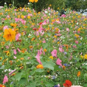 Mélange de graines de semence pour prairie fleurie élégante. Idéal pour la confection de bouquets. A découvrir Agrifournitures