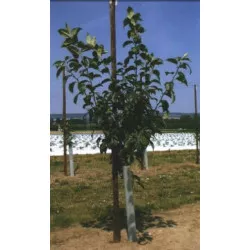 TUBEX FRUITS EXTRA hauteur 75cm