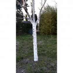 Badigeon arboricole CALCIBLANC, liquide concentré