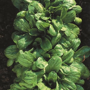 Mache VERTE DE CAMBRAI - Bio