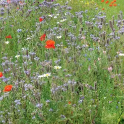Mélange fleuri pollinisateurs Pluriannuel - Non traité