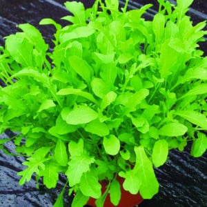 Roquette cultivée LUNEL - Non traité