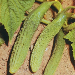 Cornichon amélioré DE BOURBONNE épineux - Non traité