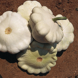 Courge PATISSON BLANC - Non traité