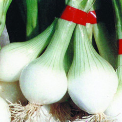 Oignon blanc DE REBOUILLON - Non traité