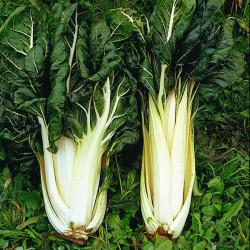 Poirée VERTE A CARDE BLANCHE 3 BERAC - Non traité