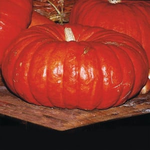 Courge ROUGE VIF D'ETAMPES - Bio