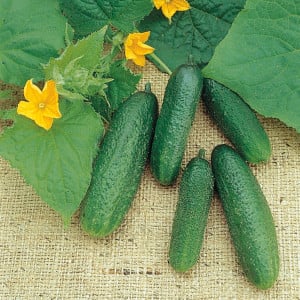 Cornichon CONNY F1 lisse - Non traité