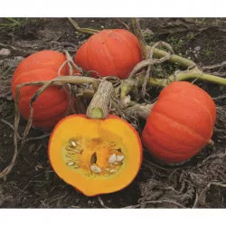 Courge AMORO F1 - Non traité