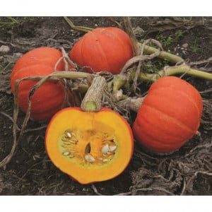 Courge AMORO F1 - Non traité
