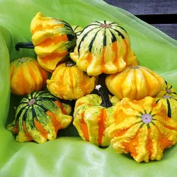 Courge décorative MEXICO - Non traité
