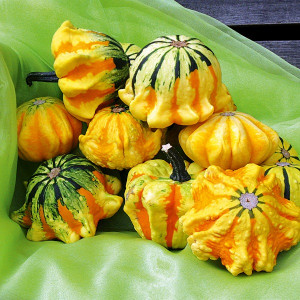 Courge décorative MEXICO - Non traité