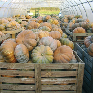 Courge musquée DE PROVENCE - Non traité