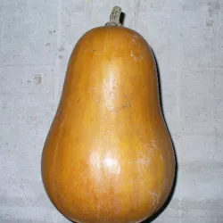 Courge SUCRINE DU BERRY - Non traité