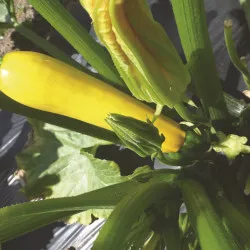 Courgette GOLDCRESH F1 jaune - Non traité