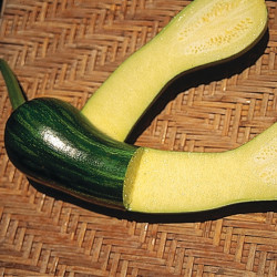 Courgette LONGUE DE NICE - Non traité