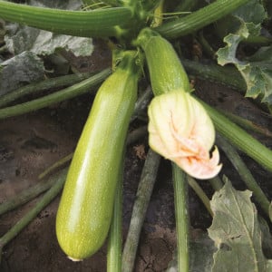 Courgette MAJESTEE F1 blanche - Non traité