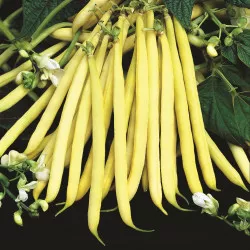 Haricot nain jaune DORADO - Non traité