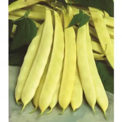Haricot nain plat jaune CAPITANO - Non traité