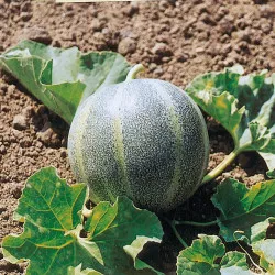 Melon ancien PETIT GRIS DE RENNES - Non traité