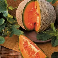Melon ancien SUCRIN DE TOURS - Non traité