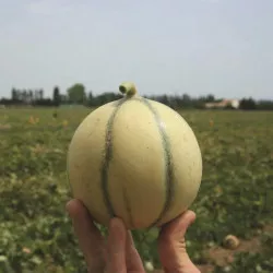 Melon charentais lisse SUNLIGHT F1 - Non traité - Les Toqués