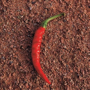 Piment DE CAYENNE - Non traité