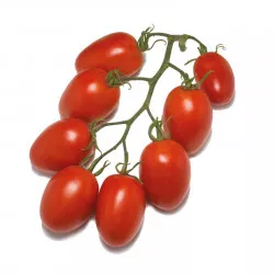 Tomate ATYLIADE F1 allongée - Non traité - Les Toqués