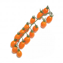 Tomate DATTORANGE F1 cerise allongée grappe orange - Non traité - Les Toqués