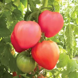 Tomate DOLCECUORE F1 - Non traité