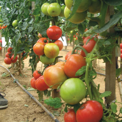 Tomate FOURNAISE F1 ronde - Non traité - Les Toqués