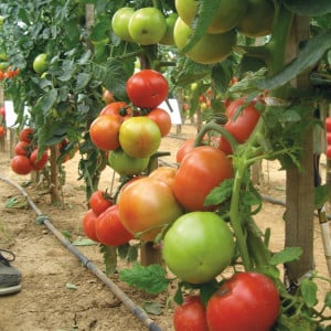 Tomate FOURNAISE F1 ronde - Non traité - Les Toqués