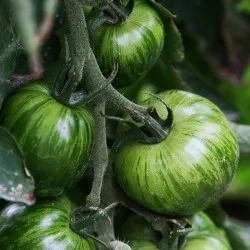 Tomate GREEN ZEBRA ronde zébré verte - Non traité