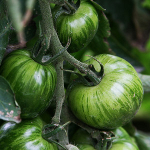 Tomate GREEN ZEBRA ronde zébré verte - Non traité