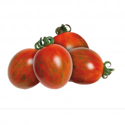 Tomate MINI TIGER EYES F1 rouge foncé tigrée GSPP - Non traité - Les Toqués