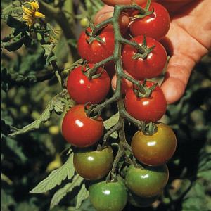 Tomate SUPER SWEET 100 F1 cerise ronde - Non traité