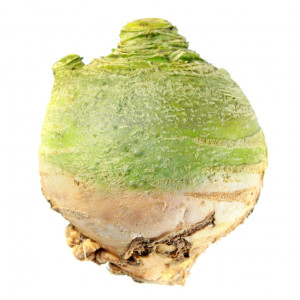 Chou navet rutabaga GLOBUS collet vert - Traité