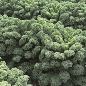Chou kale WINTERBOR F1 - Précision non traité