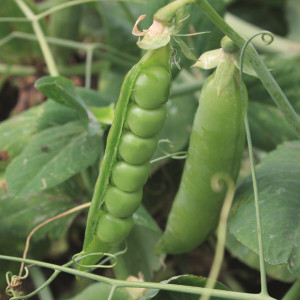 Pois grain ridé MERVEILLE DE KELVEDON - Bio