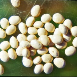 Haricot à écosser COCO BLANC précoce - Non traité