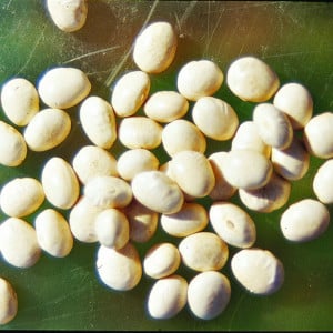 Haricot à écosser COCO BLANC précoce - Non traité