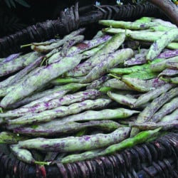 Haricot nain à écosser COCO COCAGNE - Non traité