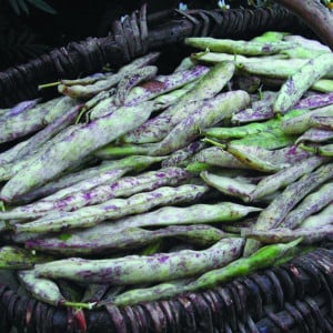 Haricot nain à écosser COCO COCAGNE - Non traité
