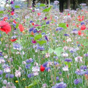 Prairie Mellifère - Espèces productrices de pollen pour insectes pollinisateurs