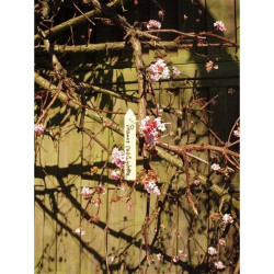 Etiquettes en bois (teinte naturel) à suspendre pour plantes incl. fil de fer - H10 cm - lot de 15