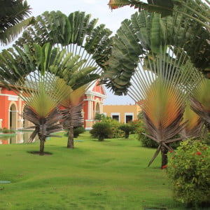 Gazon Cynodon Dactylon enrobé Bermuda Grass 10 kg - 500 m2